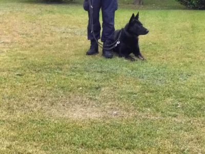 27 września odwiedzili nas funkcjonariusze Policji z psami, przypomnieliśmy sobie zasady bezpieczeństwa ruchu drogowego, poznaliśmy rolę psów w policji, poznaliśmy pojazdy, jakimi poruszają się policjanci 👮👮‍♀️ Dziękujemy mamie Ignasia z gr. „Krasnale” za to wspaniałe spotkanie. ❤️