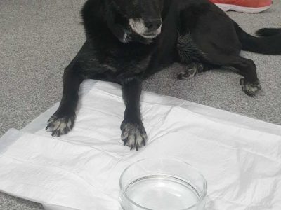W piątek nasze przedszkole odwiedziła Roksi 🐕  wraz ze swoim opiekunem ze schroniska OTOZ Animals w Starogardzie Gdańskim. Pani Asia przekazała dzieciom wiele ciekawych informacji na temat życia psów w schronisku oraz opieki nad nimi. Jeszcze raz bardzo dziękujemy ❤❤